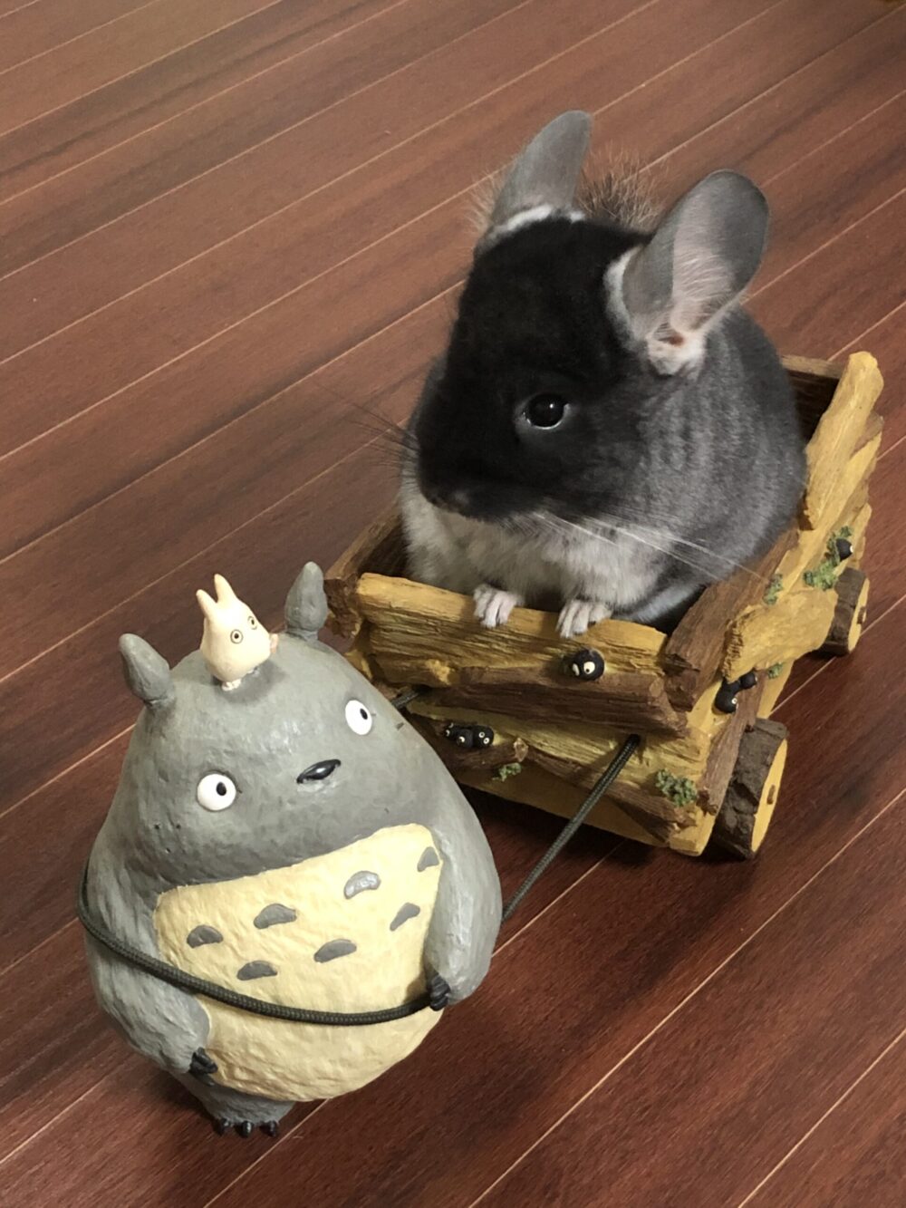 チンチラの値段 購入場所別に値段を最新比較 あーにまる