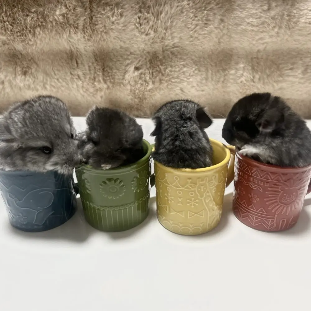 大阪チンチラちゃん