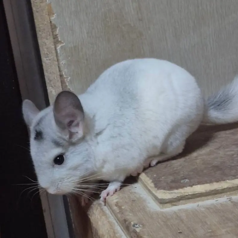 ちぃ様　チンチラちゃん専用のページ ちぃ様 チンチラちゃん専用のページ 横顔集でしゅ！ #チンチラ