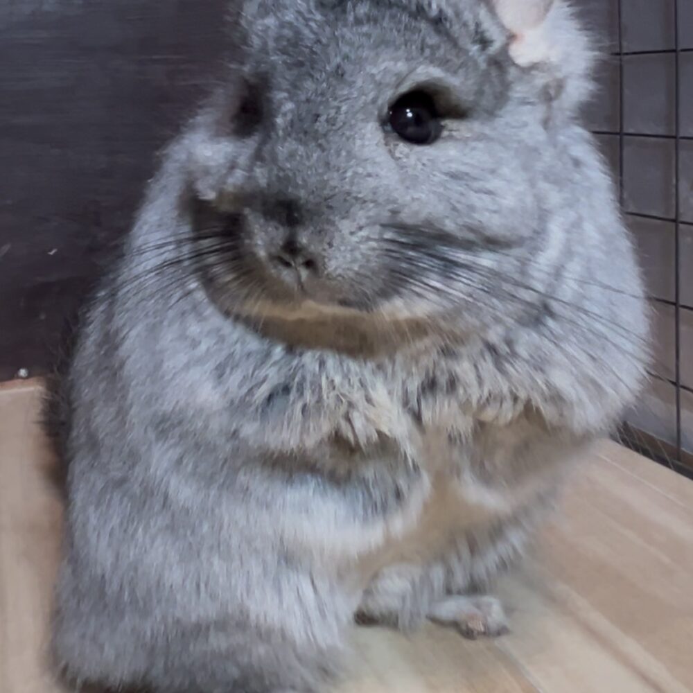 ちぃ様　チンチラちゃん専用のページ 秒速で駆け抜けるチンチラ #チンチラのぷーちゃん #チンチラの