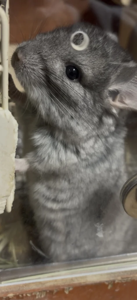 大阪チンチラちゃん