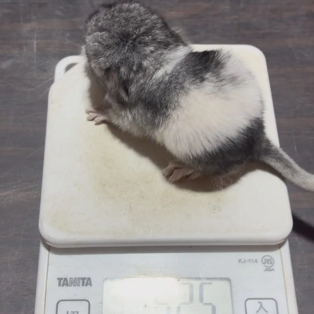 チンチラベビー情報 | 大阪チンチラちゃん