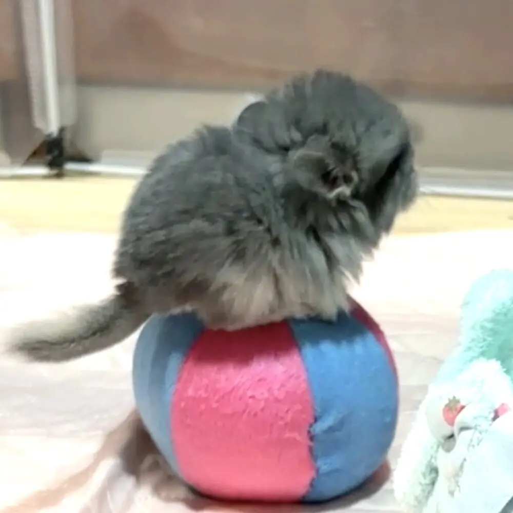 大阪チンチラちゃん