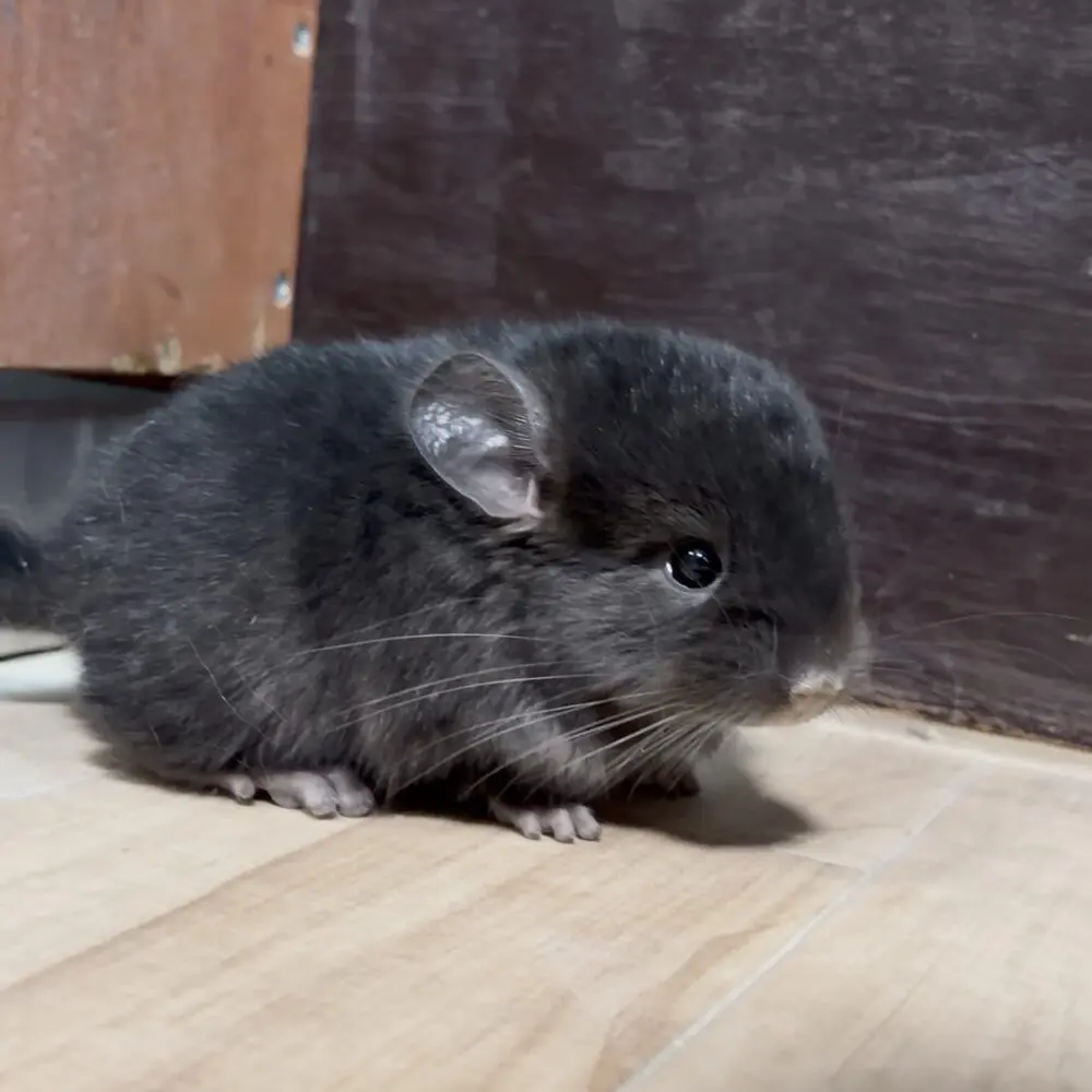大阪チンチラちゃん